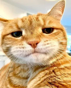 Home cat security cat